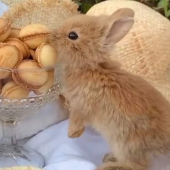 Meet your Posher, Mimi - Picture 9 of 16